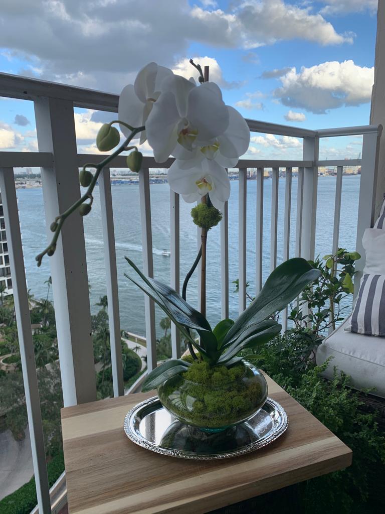Orchids