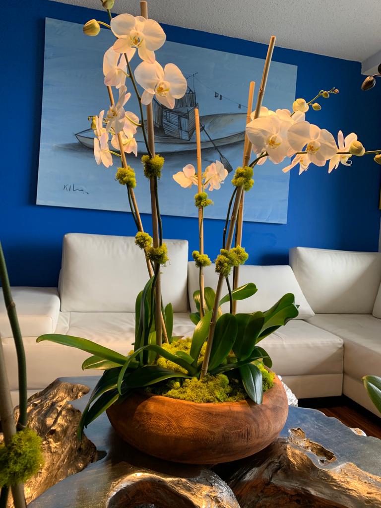Orchids