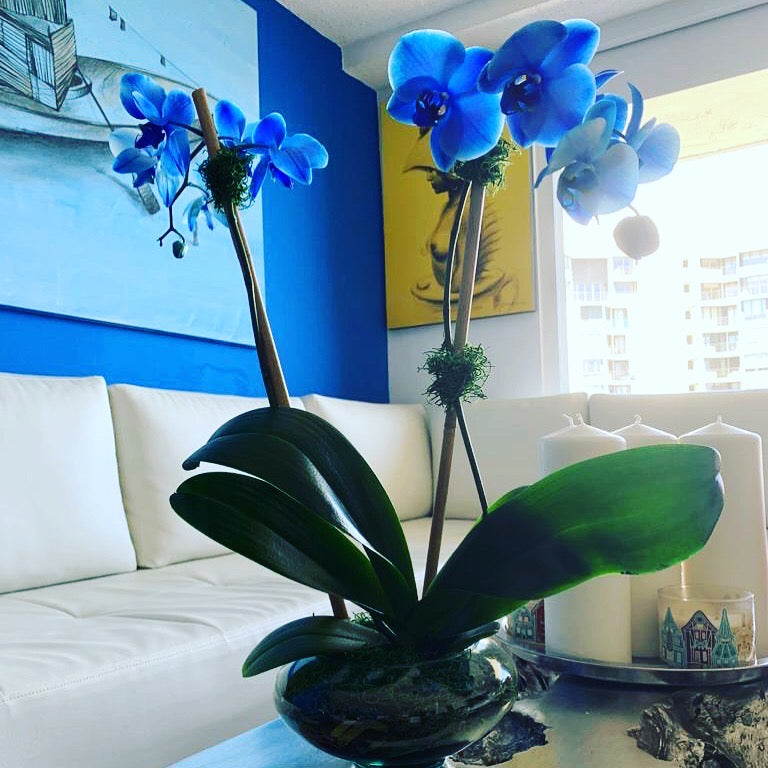 Orchids
