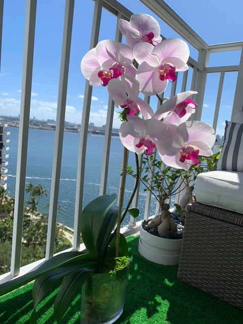 Orchids