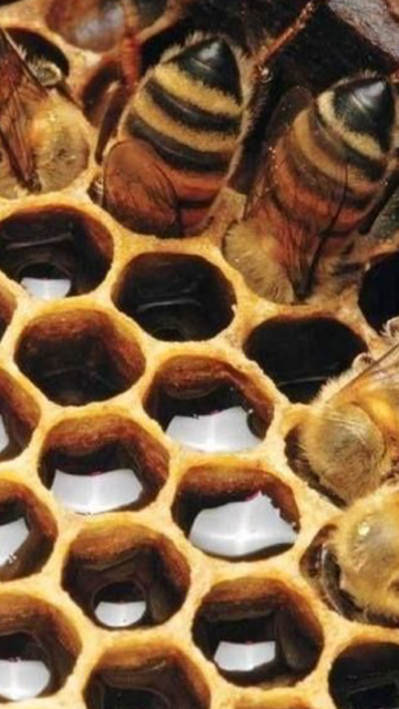 Honey Comb