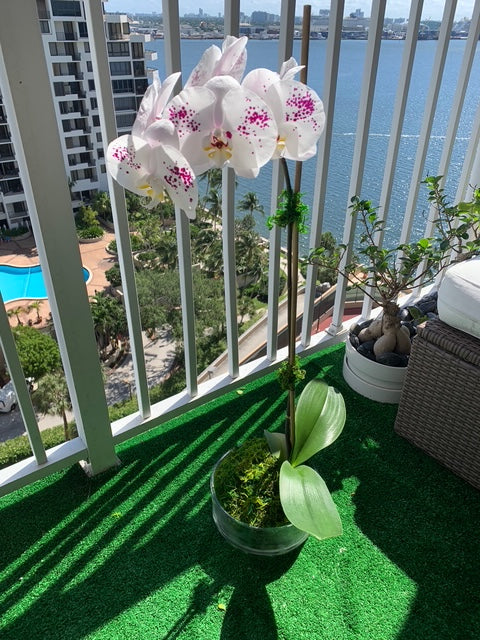 Orchids