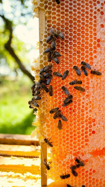 Honey Comb
